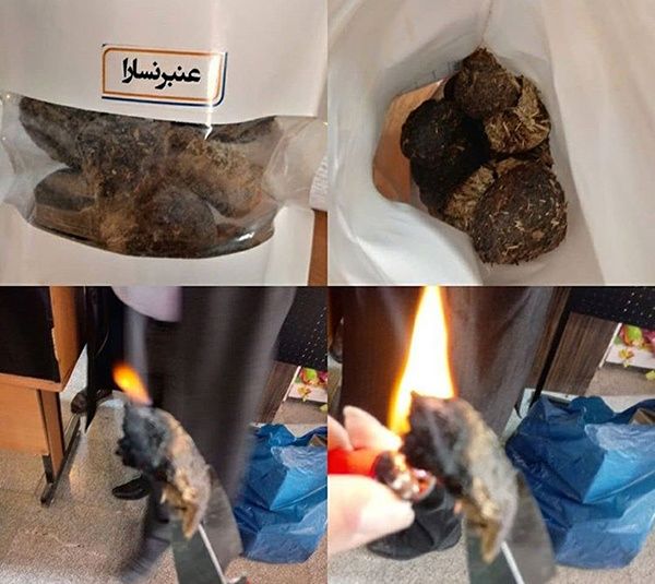 عنبر النسا چیست + (پشکل ماچلاق) عنبر النسا چیست + (پشکل ماچلاق)